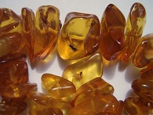 300px-insects_in_baltic_amber